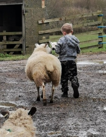 out with the sheep