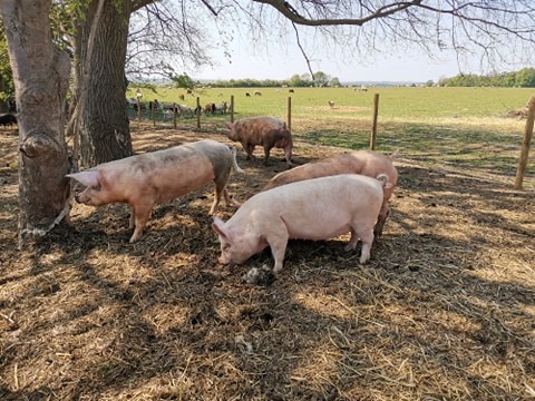 pigs out in the fields
