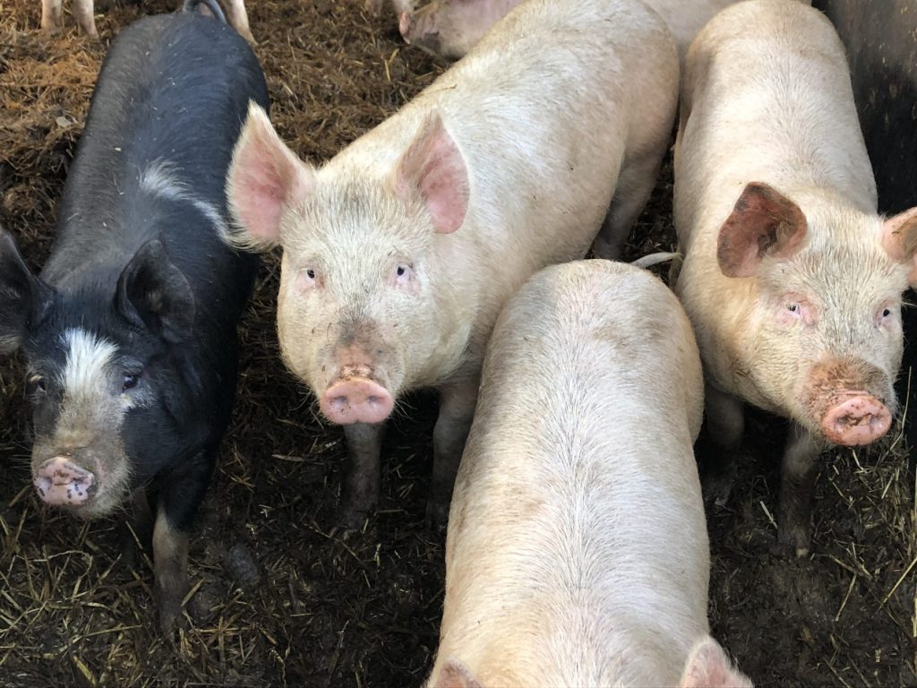On The Farm