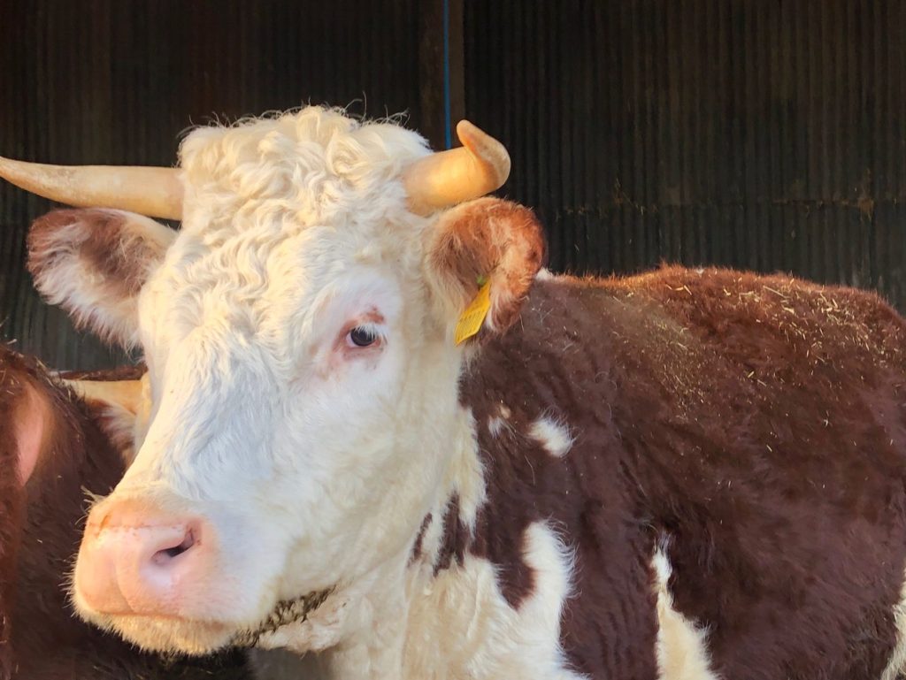 cow in the barn
