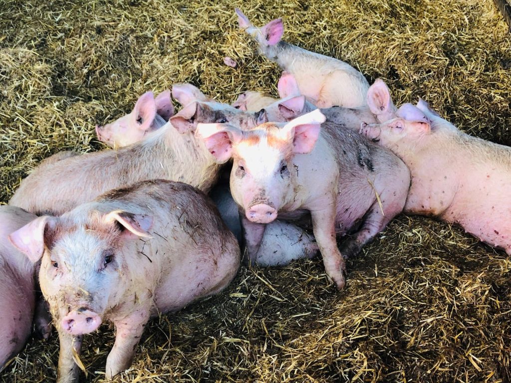 pigs playing in the barn