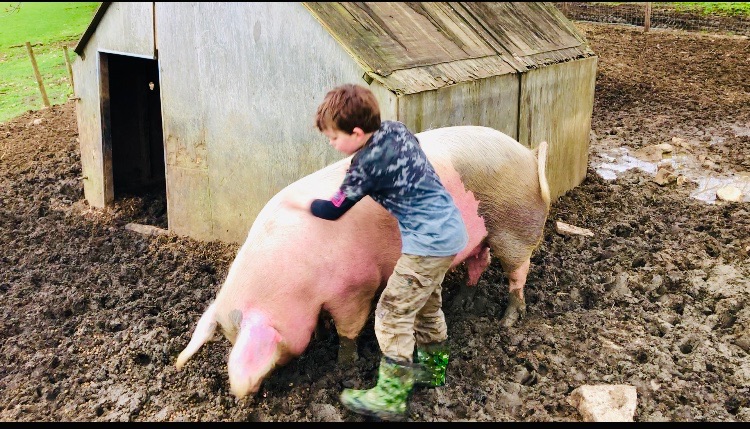 pigs muddy pen