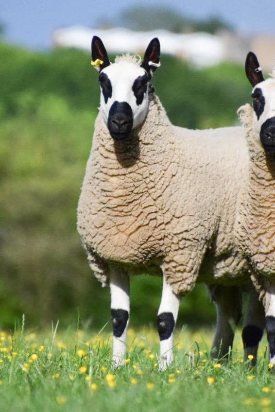 two sheep standing in a field