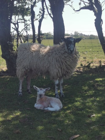 sheep with there young