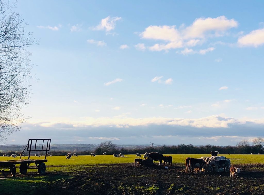 On The Farm