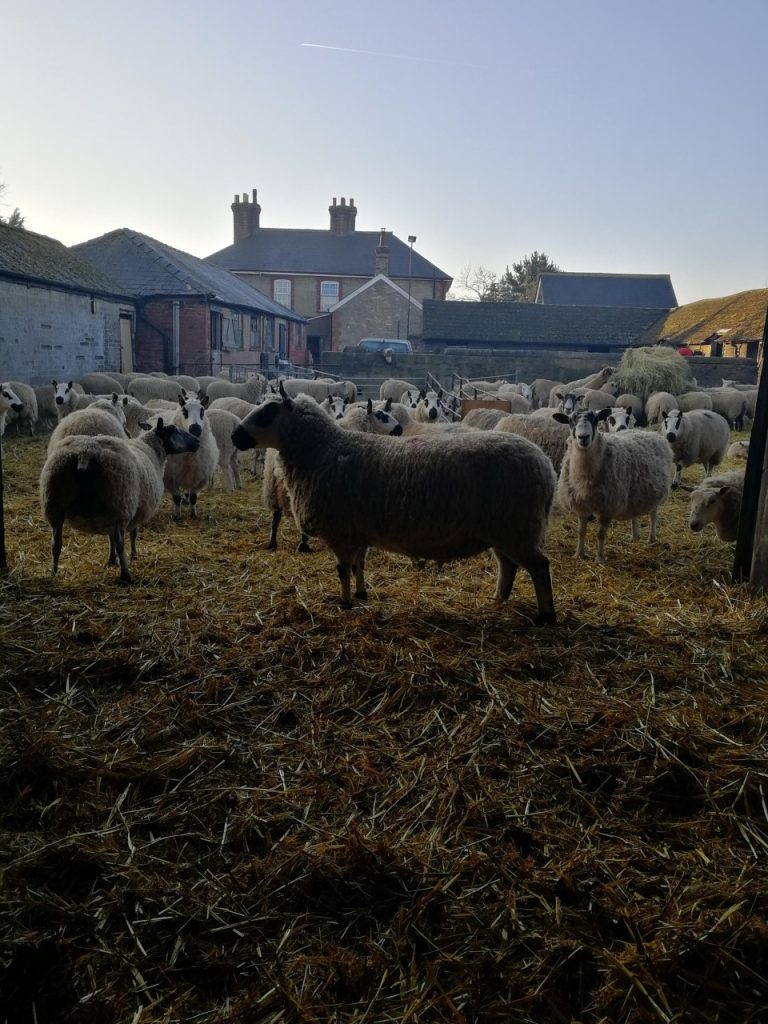 sheep in a field