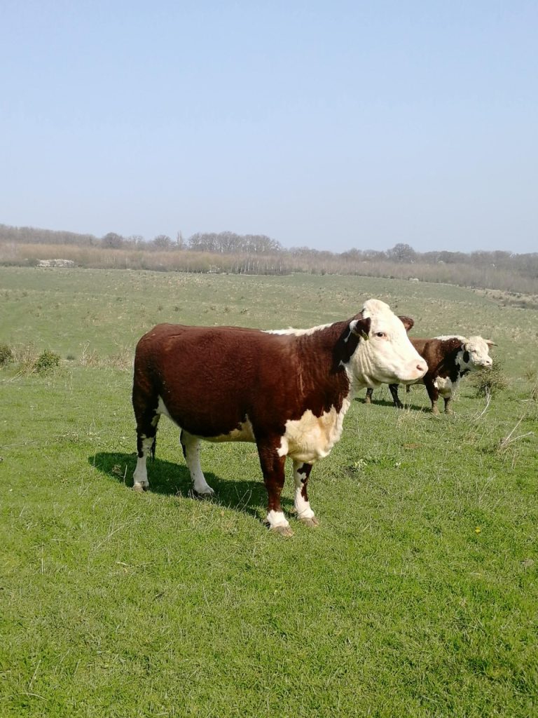 cows in a large grass field