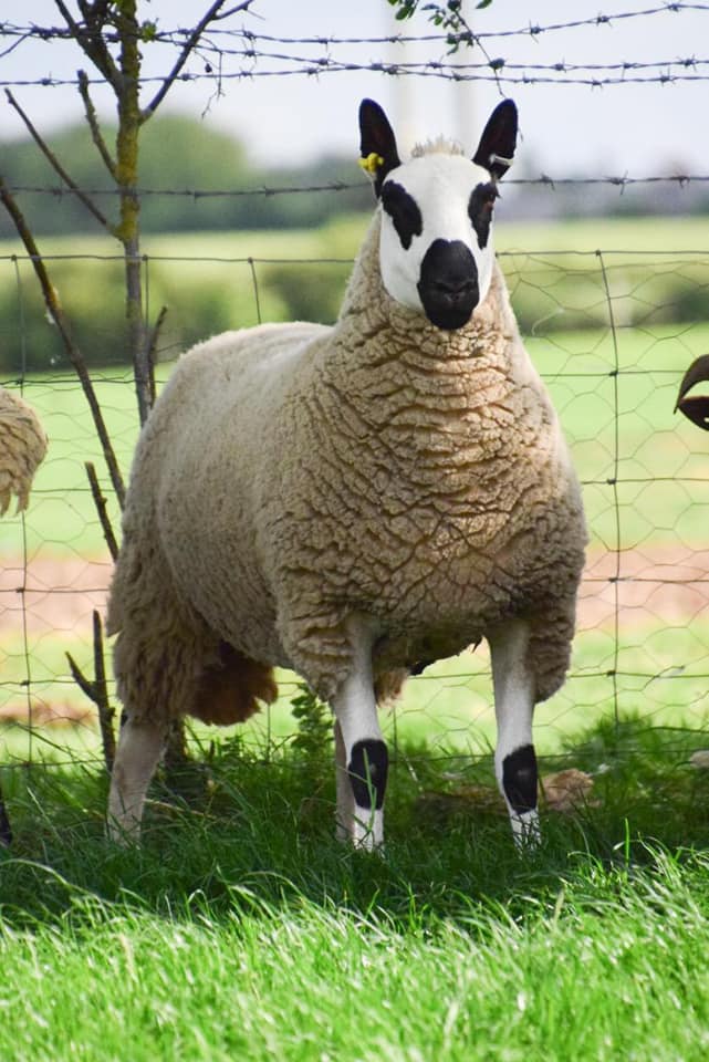 sheep standing in a field